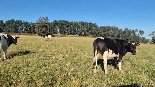 Lote 70 Novillo Engorda en Vilcún, IX Región Araucanía