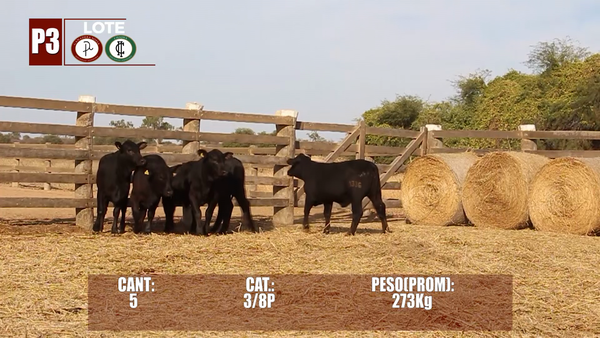 Lote Lote P3 Hembras por Pantalla