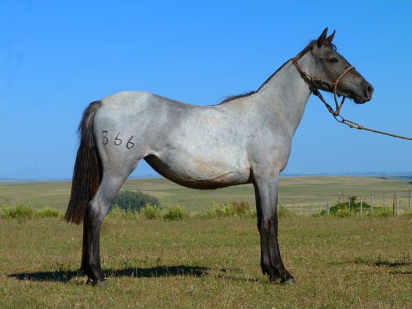 Lote Luciérnaga del Cerro Grande