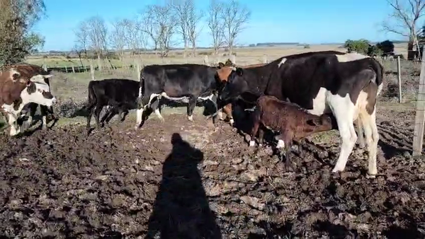 Lote 8 Piezas de cría, San José