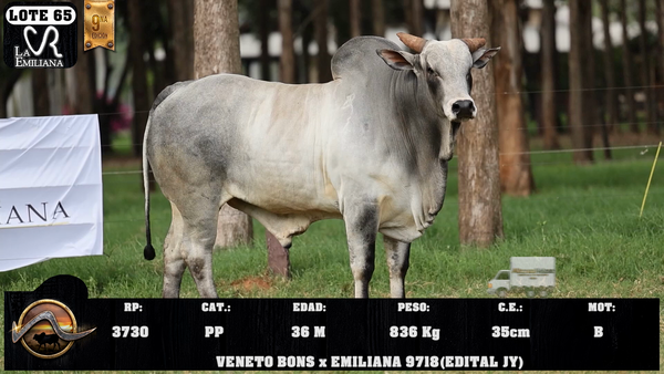 Lote LOTE 65