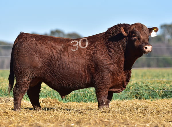 Lote TORO ANGUS PC