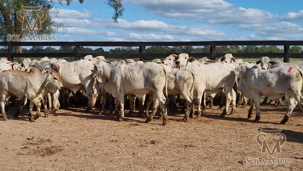 Lote Terneros Cbo 2