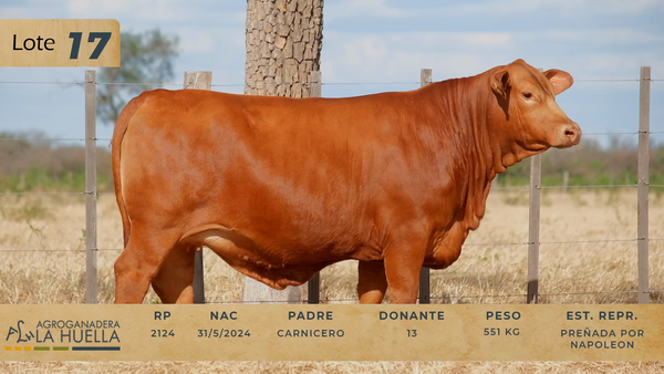 Lote LOTE 17