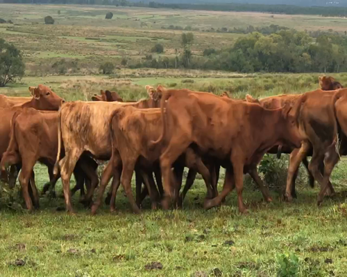 Lote 40 Vaquillonas en Candelaria, Mendoza