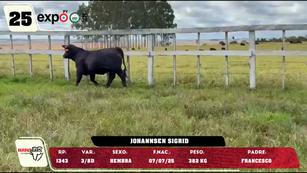 Lote LOTE 25
