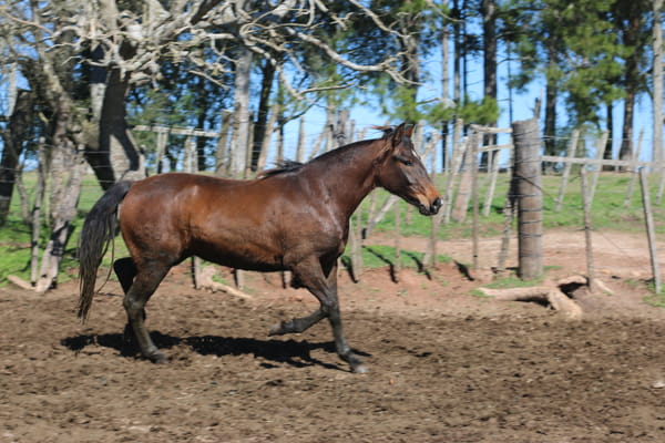 Lote SANTA GLORIA OLVIDADA