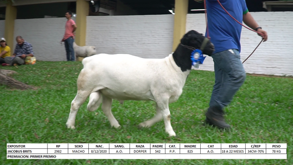 Lote Dorper Expo Internacional 2022 - Lote 43