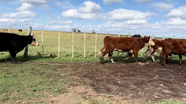 Lote VACAS PREÑADAS