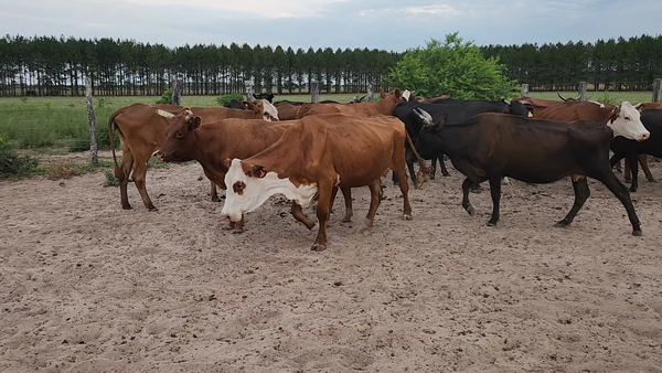 Lote 22 Vacas de invernar en Esquina, Corrientes