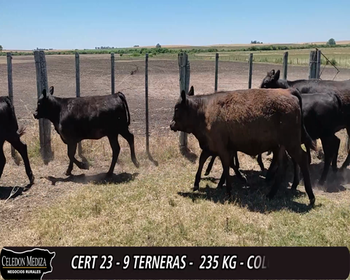 Lote (Vendido)9 Terneras AA 235kg -  en - COLONIA AGRACIADA, A 7 KM DE AGRACIADA