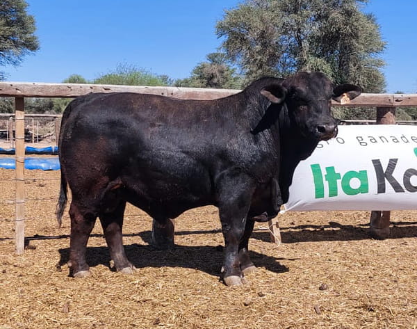 Lote LOTE 63