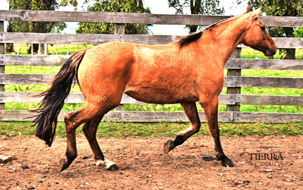 Lote Gurisa espartillo