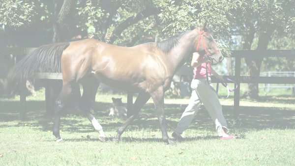 Lote TEJANA RIDE (RERIDE - TEJANA RIDE) EN DESCANSO