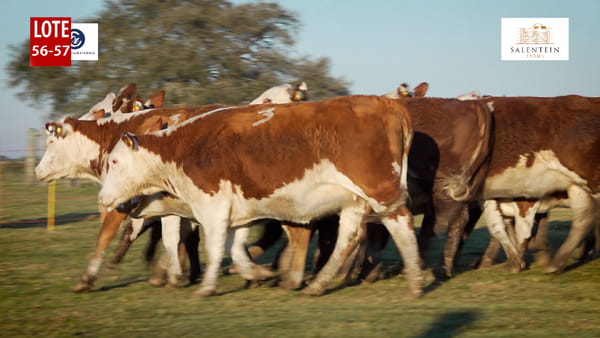 Lote LOTE 56/57 - VAQUILLAS BRAFORD GENERALES – PREÑADAS  IATF