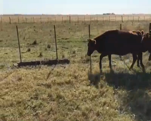 Lote 25 Vacas en Daireaux, Buenos Aires