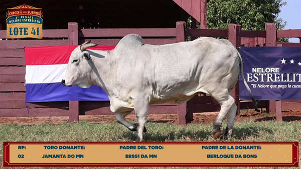 Lote LOTE 41