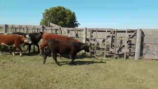 Lote 18 Novillitos y vaquillonas Braford en Cayastacito, Santa Fe