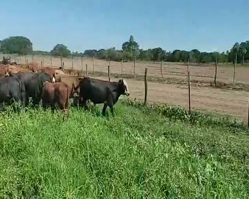 Lote 110 Terneros en Gral. San Martín, Chaco