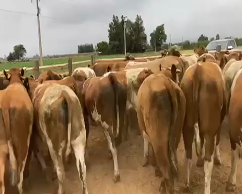 Lote 50 Novillo Engorda en Río Claro, VII  Región Maule