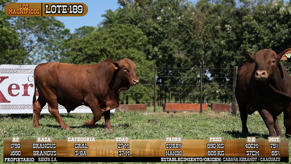 Lote LOTE 189 - VIVO