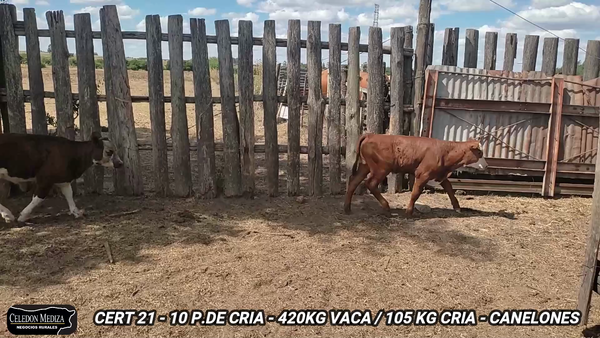 Lote 10 Piezas de cría en Canelones