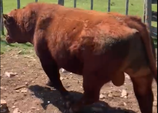 Lote 4 - Los Macachines