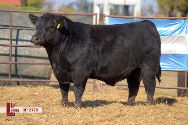 Lote TOROS ANGUS  PP