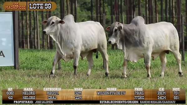 Lote LOTE 59