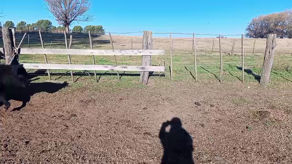 Lote (Lote de Prueba) 70 Terneros