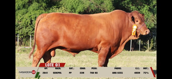 Lote LOTE 1