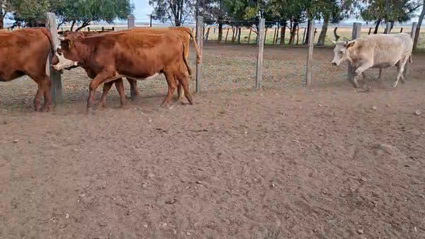 Lote VAQUILLONAS PREÑADAS