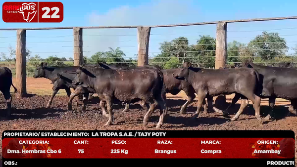 Lote LOTE 22 - POR PANTALLA