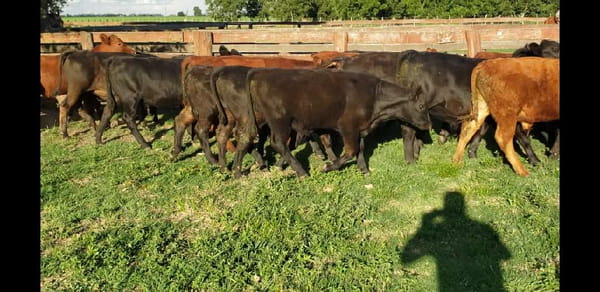 Lote 30 Terneros/as en Villaguay, Entre Ríos