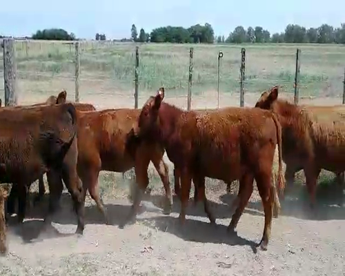 Lote 20 Terneros en Brandsen, Buenos Aires