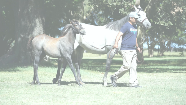 Lote EMPALAGOSA SONG (ALCINDOR -  GARRAPIÑADA) preñez por  GIDU  y  C/Cria de FULL MAST