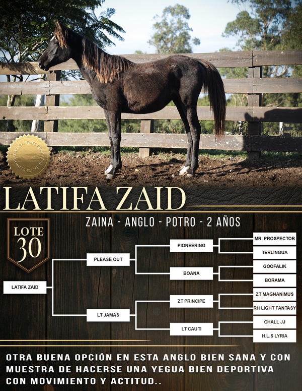Lote LATIFA ZAID
