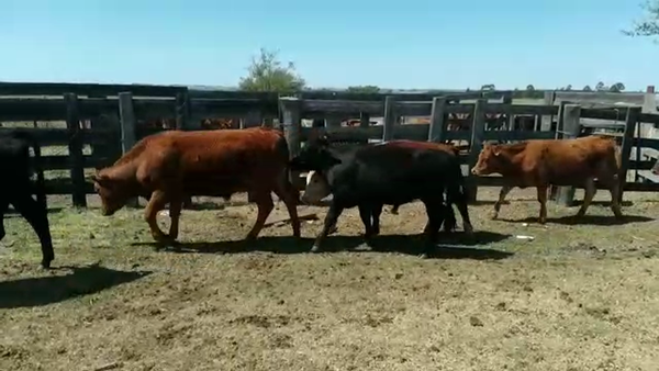 Lote (Vendido)9 Terneros LIMOUSINE 195kg -  en PIEDRA CHATA