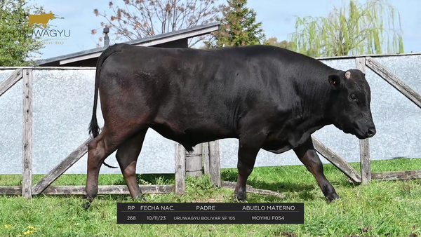 Lote RP 268 - Toro plantelero