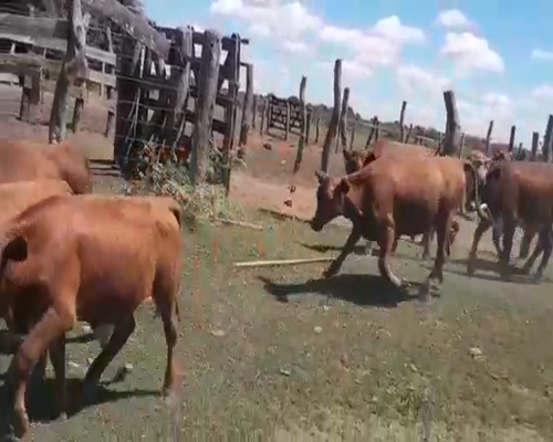 Lote 70 Novillitos en Esquina, Corrientes