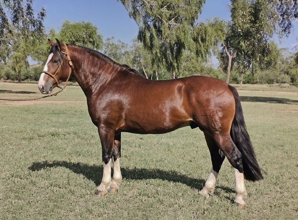 Lote Lote 5 Caballo Criollo RP 420