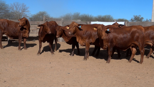 Lote HEMBRAS Remate Nucleo Genbra