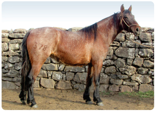 Lote Atencion II Gaitera