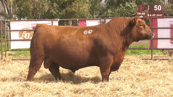 2947 — TOROS ANGUS  PP