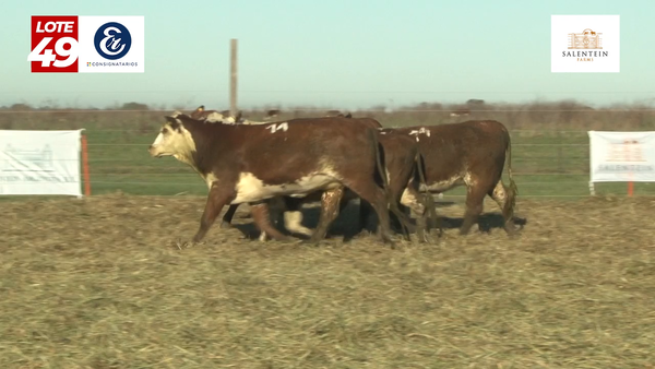 Lote Vaquillas Braford Generales Señal ´20-Preñadas IATF (22-12-2022) y Servicio Colectivo (01/01/23 al 05/02/23)