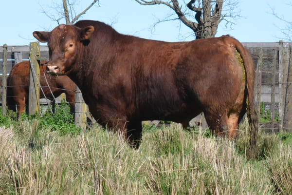 657 — TOROS PP 3 años