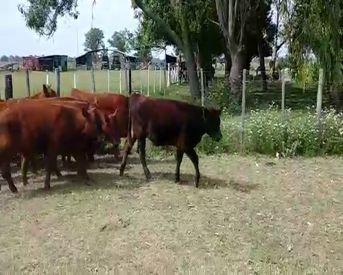 Lote 13 Terneras en Brandsen, Buenos Aires