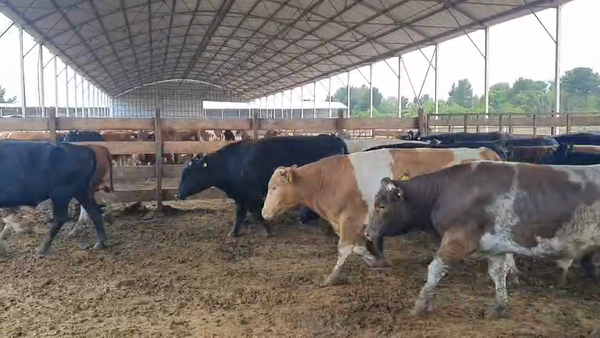 Lote 20 Novillo Gordo en Los Ángeles, VIII Región Biobío