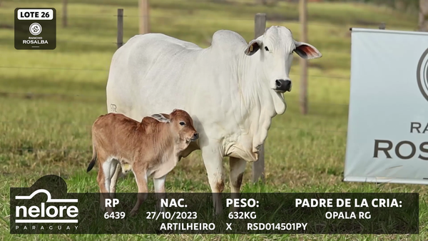 Lote LOTE 26