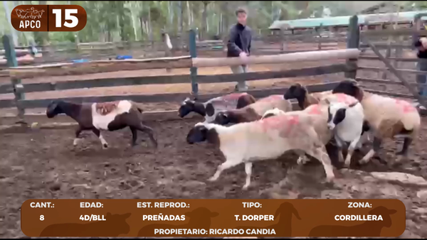 Lote LOTE 15 -POR PANTALLA